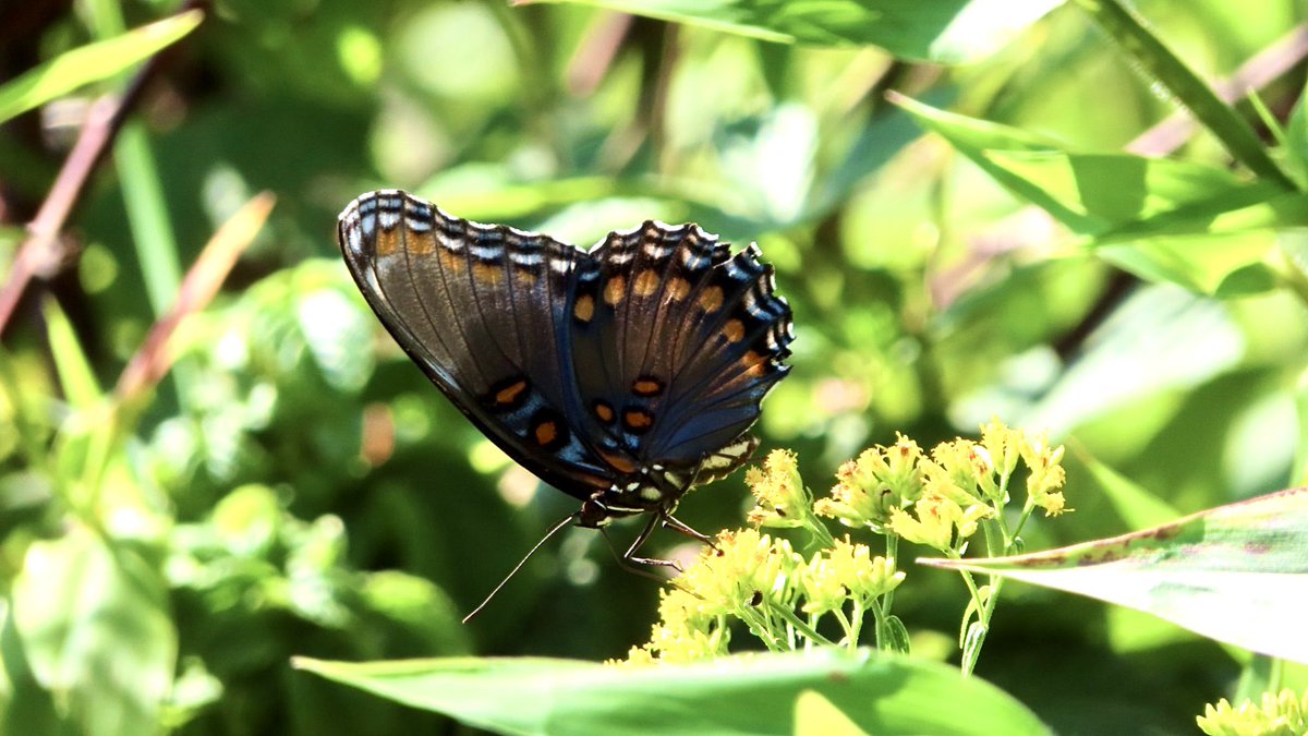 SegrestJen's tweet photo. #NaturePhotography #wildlifephotography #naturelovers #butterflies https://t.co/YqpdKqdVVe