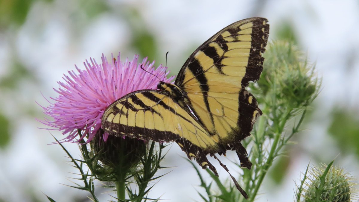 SegrestJen's tweet photo. #NaturePhotography #wildlifephotography #naturelovers #butterflies https://t.co/YqpdKqdVVe
