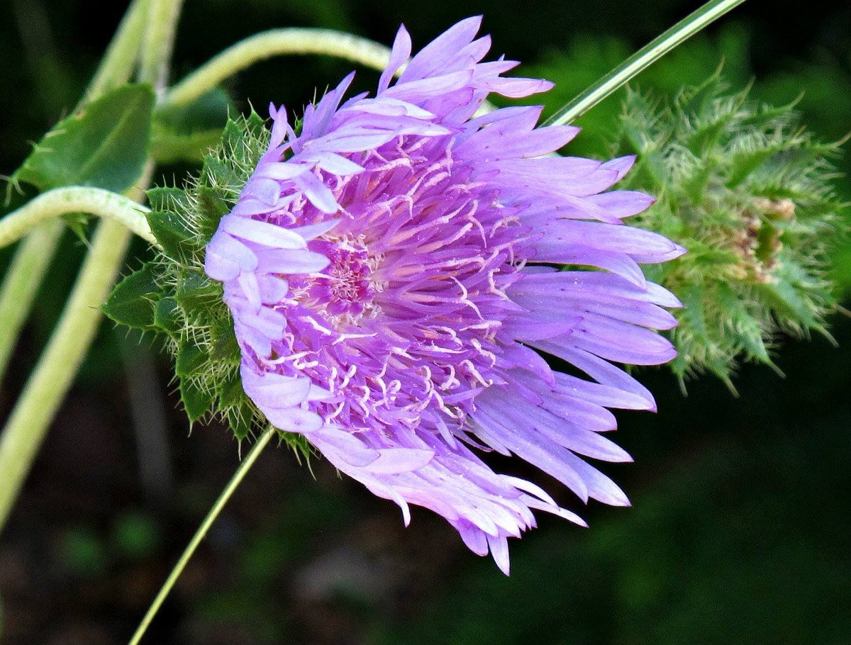 roykelley's tweet photo. Stokes Aster, Lewis Ginter Botanical Garden, Richmond, Virginia USA IMG 1102
Canon PowerShot G11 Camera
Photograph by Roy Kelley
Roy and Dolores Kelley Photographs
#Asters #Flowers #FlowerPhotography #Gardens #LewisGinter #Gardening https://t.co/lgkd7RKNdt