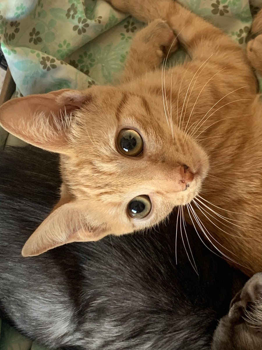 SaraBarbeGaray's tweet photo. Hermanitos en #adopción
3,5 meses, machitos.

¿Quieres darles una oportunidad?
📍VALENCIA
Contacto: 605839013 https://t.co/pUQSuDEaSr