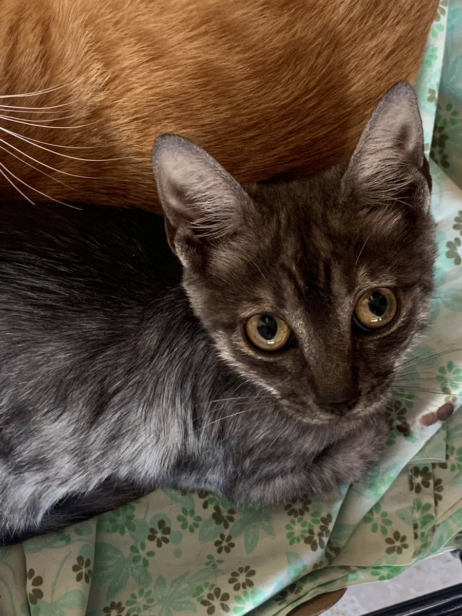 SaraBarbeGaray's tweet photo. Hermanitos en #adopción
3,5 meses, machitos.

¿Quieres darles una oportunidad?
📍VALENCIA
Contacto: 605839013 https://t.co/pUQSuDEaSr