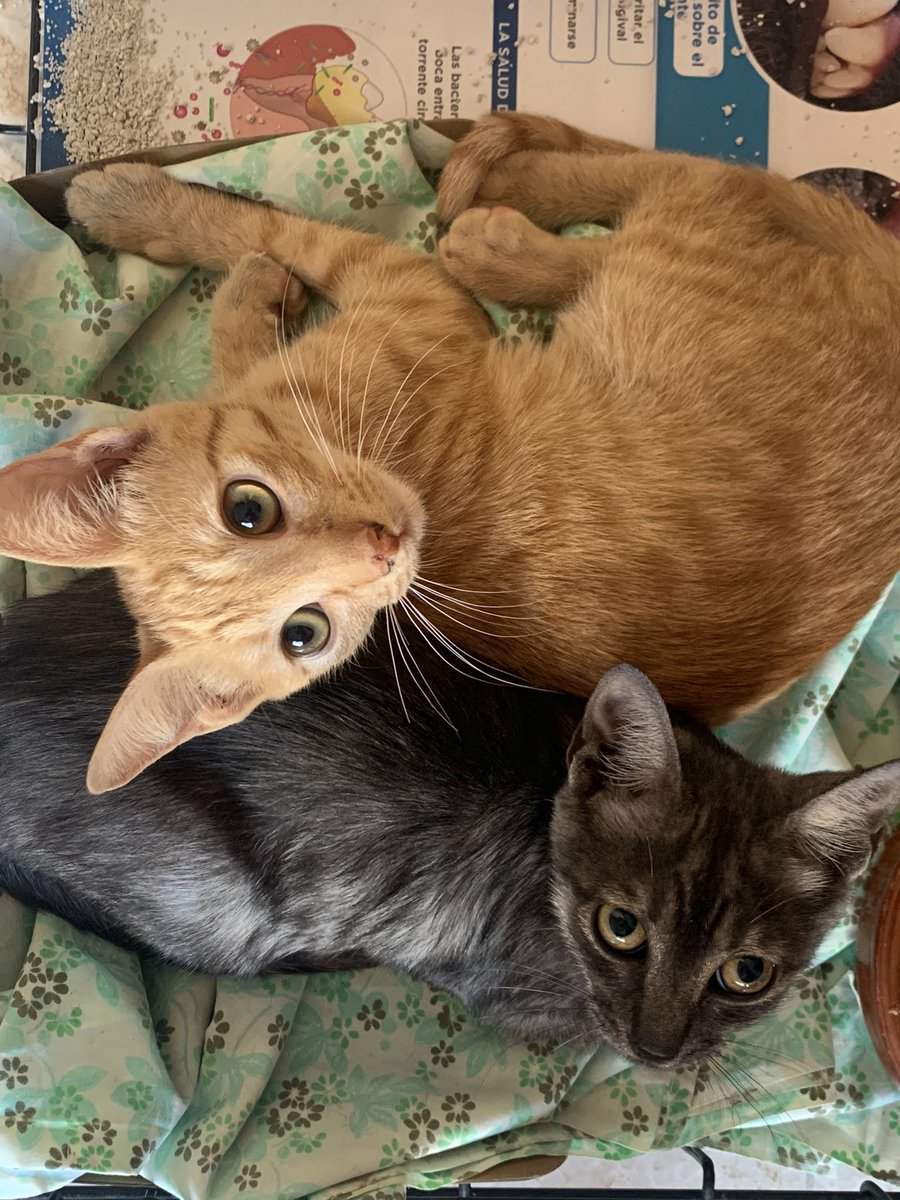 SaraBarbeGaray's tweet photo. Hermanitos en #adopción
3,5 meses, machitos.

¿Quieres darles una oportunidad?
📍VALENCIA
Contacto: 605839013 https://t.co/pUQSuDEaSr