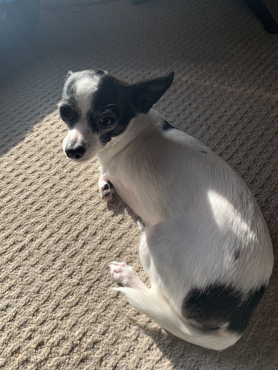 Puppymom91's tweet photo. Hiya eberypawdiez! I, Princess Di-Di found my very own sunspot! I love the sunshine so much! Have a pawsome day, weekend and new month! Lotz of loviez and kizziez! ❎🅾️💖🥰💞🤗🐾👑🌺☀️🍁🍃🍂🌻😍 #youaremysinshine #tripawdlife #rescuetripawdchihuahua #dogsoftwitter #princessdidi https://t.co/vzz8OUc6Jt