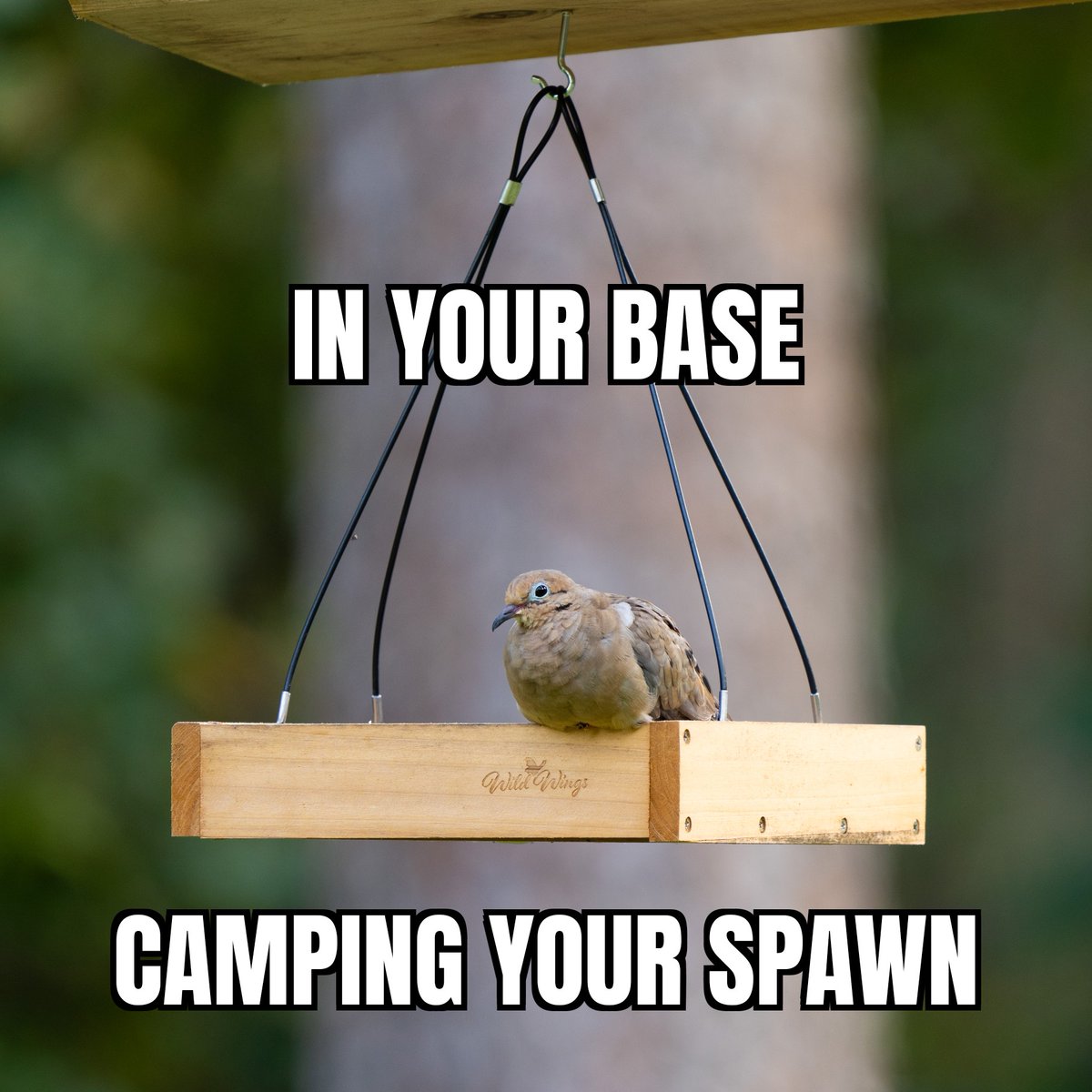 RobbyNowell's tweet photo. One of my bird feeders this morning...
#gamingmemes https://t.co/WtJ2Wmd5RO