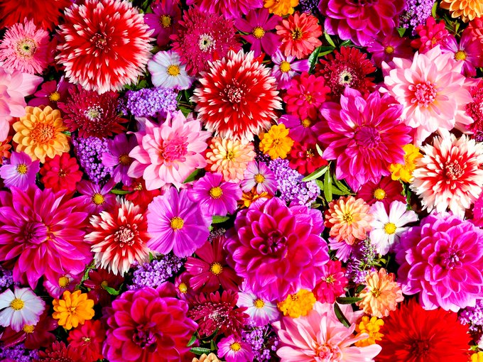 自然と人を結ぶ丘 花の駅せら 7haの広大な丘に広がる全天候型の花農園