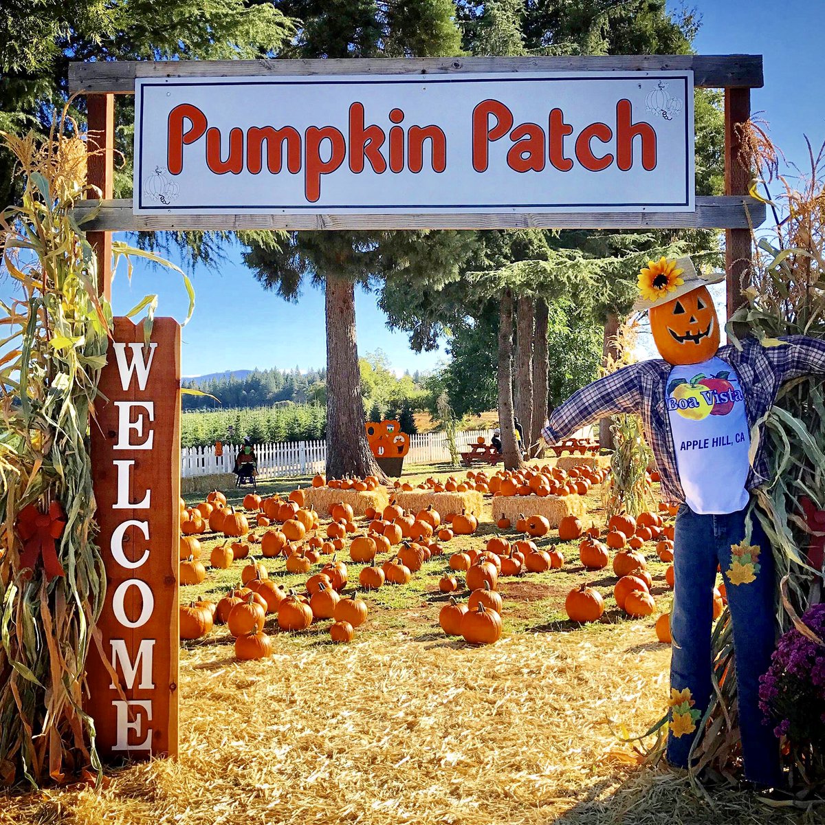 Open Every Day Until Halloween! bit.ly/PumpkinPatch20…