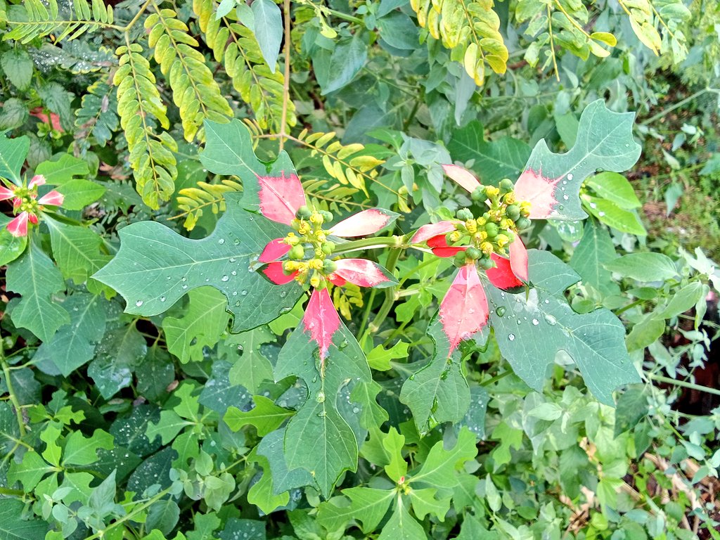 AbhinavSingh185's tweet photo. #Euphorbiacyathora
#fireonthemountain
#dwarfpoinsettia
#paintedleaf
#NaturePhotography
#plantphoto https://t.co/wvx9UyrsHV