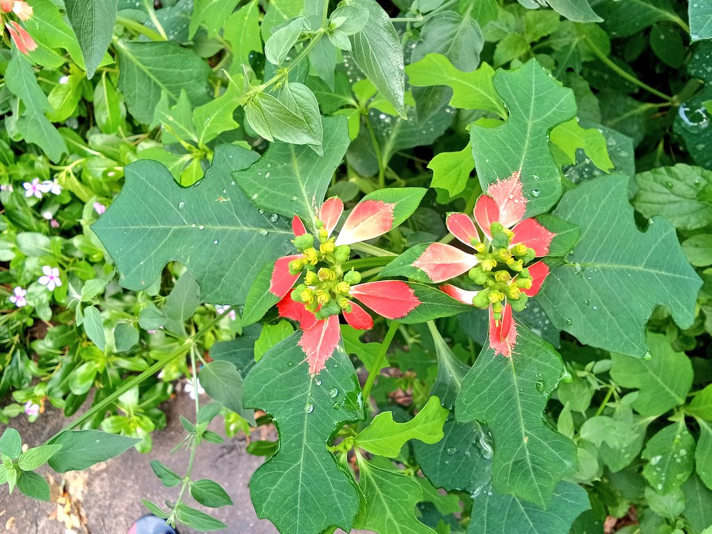 AbhinavSingh185's tweet photo. #Euphorbiacyathora
#fireonthemountain
#dwarfpoinsettia
#paintedleaf
#NaturePhotography
#plantphoto https://t.co/wvx9UyrsHV