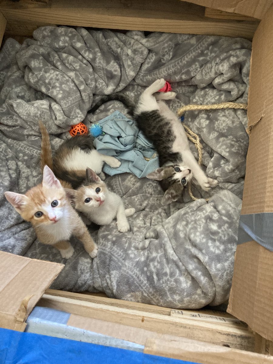 RescueFlorida's tweet photo. Three little ladies
#CatsofTwitter #AdoptDontShop #RescueFlorida #KittensRule #RescueCats https://t.co/vBywF3EHTS