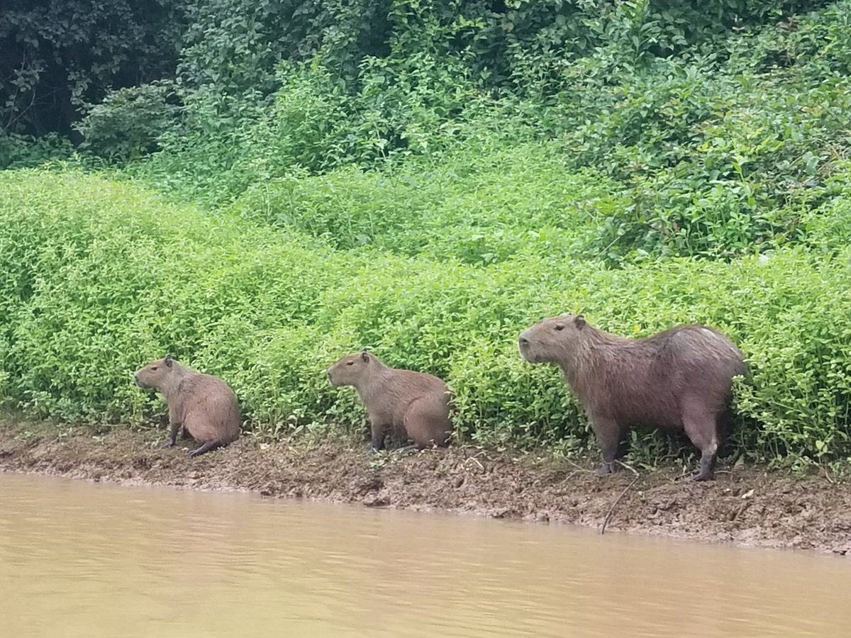 Visiting the Beni savanna in the Bolivian Amazon for first time Saw crazy amount of giant black caiman and capybara along the Yucuma River Check out Mashaquipe Ecolodge (Las Tortugas) if looking for a unique Amazon experience @AceaaAmazonica