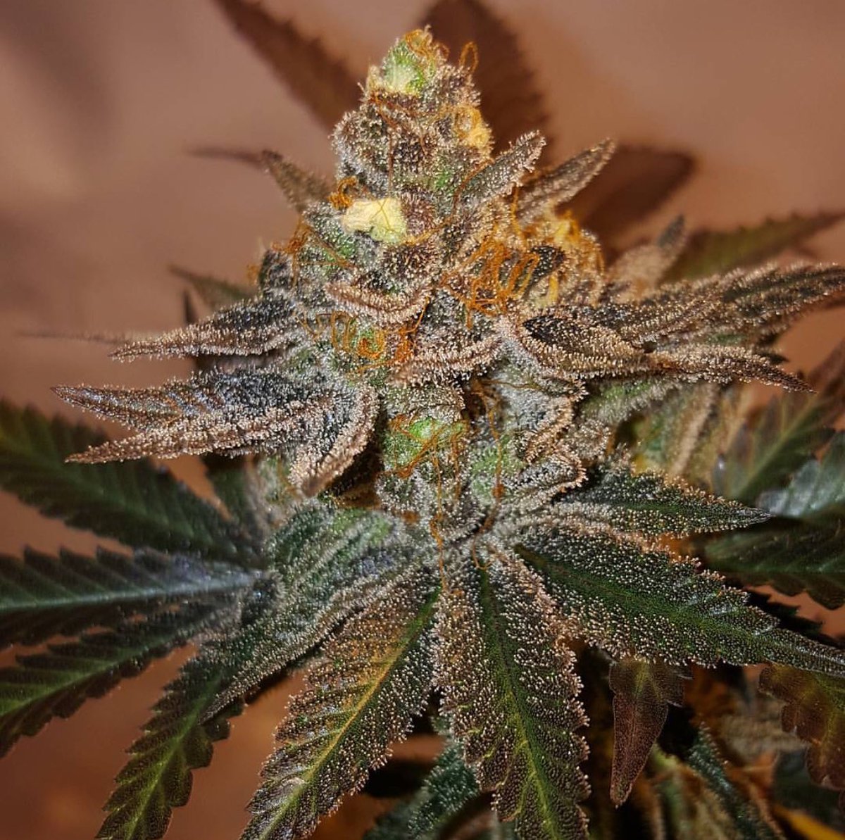 Guard Dawg F3 fem grown by Jewice Springsteen 📸 

#Greenhandgenetics #Growyourown #Mmemberville #Cannabis #Weed #Smokeweed #CannabisCommunity