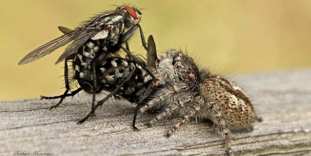 PiksteinLab_GCU's tweet photo. Got weekend plans?😆
Humans: ..small talk response
Invertebrates:
#sexy #fly #Insects #spiders #wtf #arachnids #wildlife #humor #jokes https://t.co/yiERxOpmOs