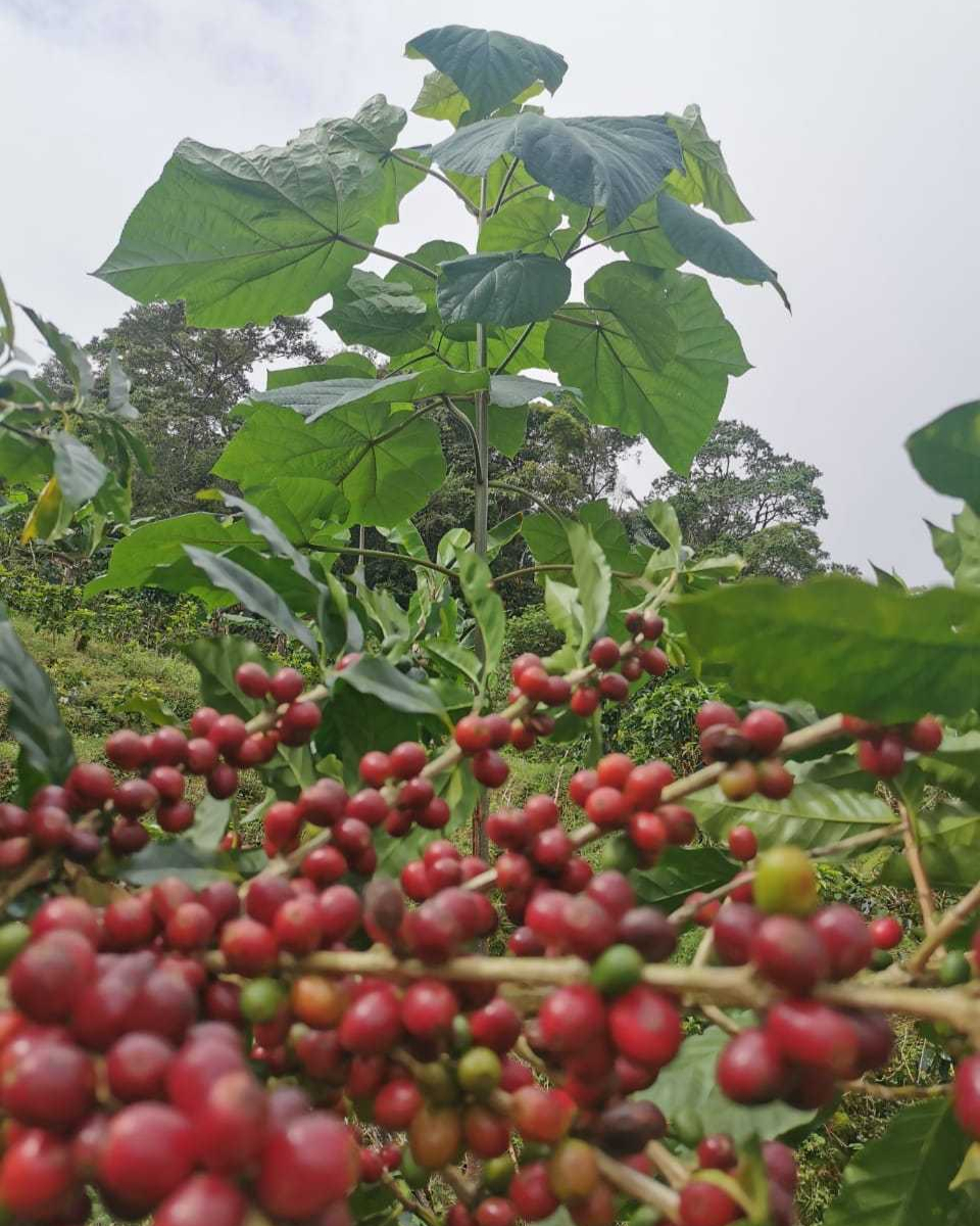 World Tree tweet media