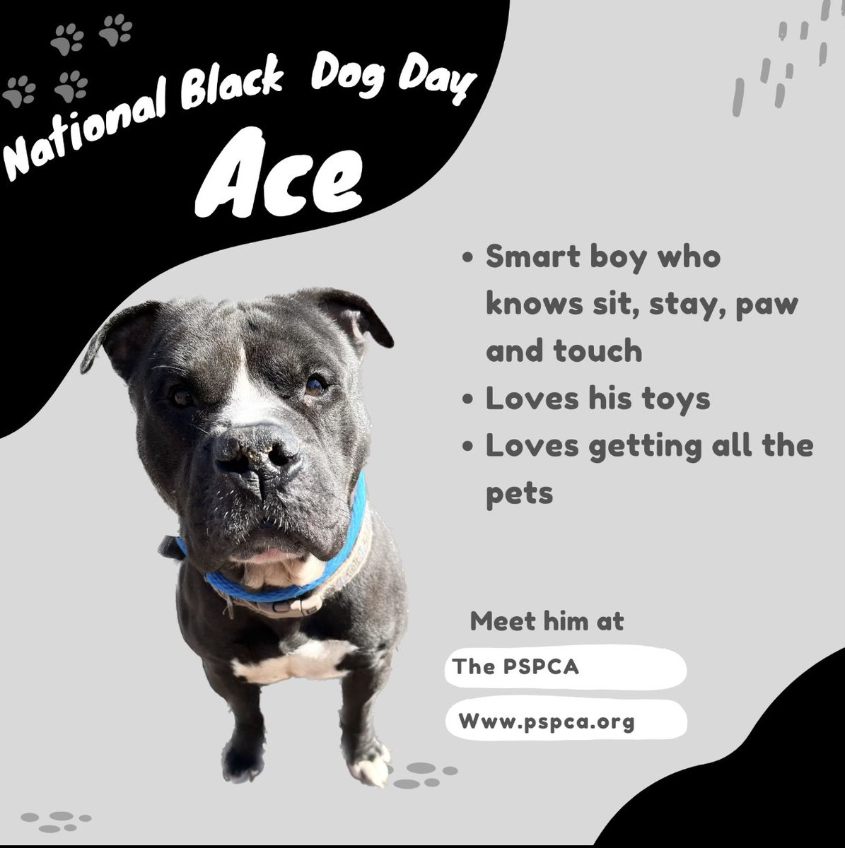 PSPCA's tweet photo. #DYK October 1 is National Black Dog Day?

Today is dedicated to encouraging adoption of black dogs, who are less likely to be adopted regardless of behavior, size, breeding, personality, or age.

We have too many in our shelter to share on 1 day, so we're just starting today. https://t.co/wrLftqQzmD