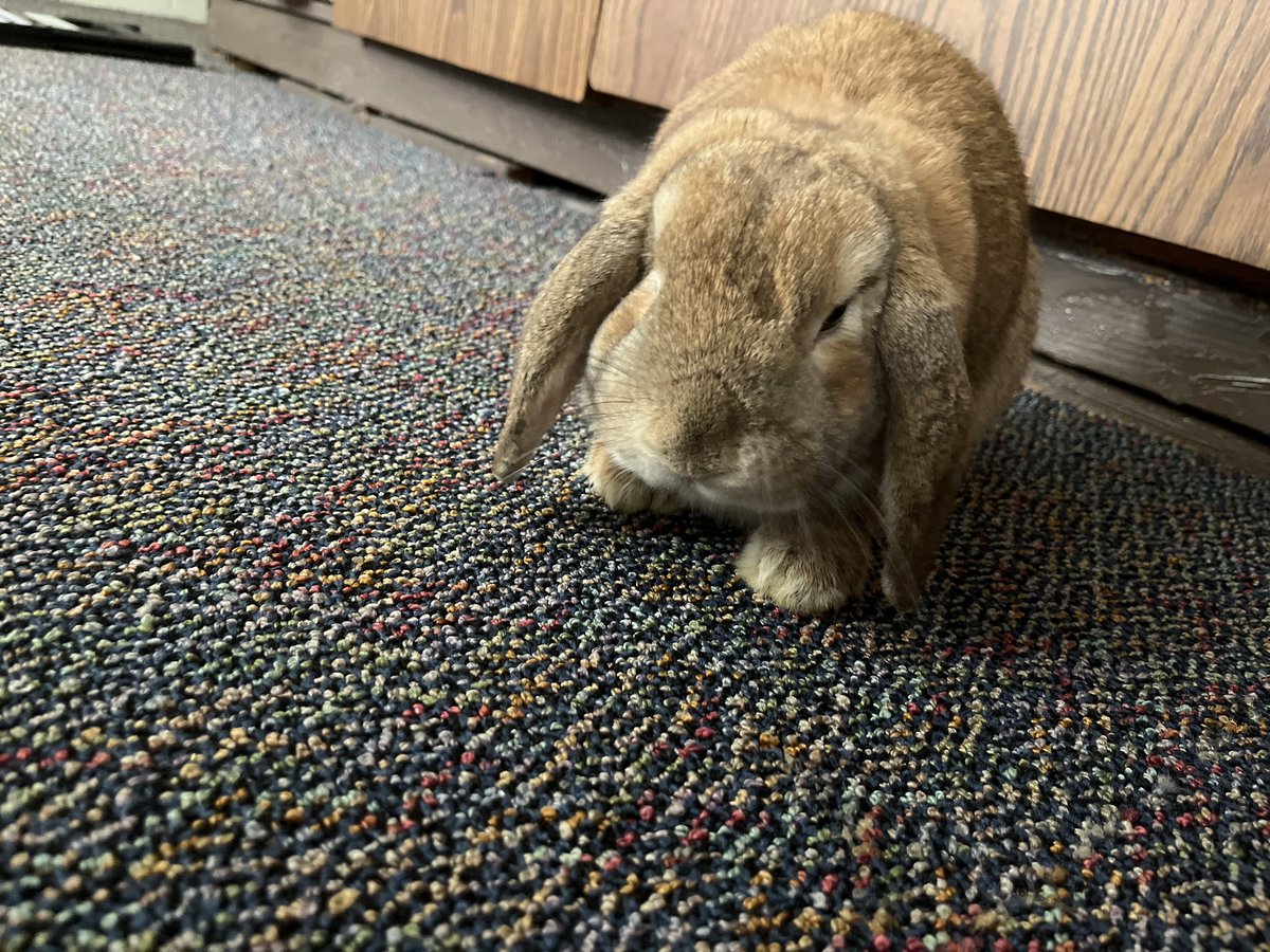 windixen's tweet image. moved into college! my roommate has an emotional support bunny somehow out of sheer coincidence- her name is apple!