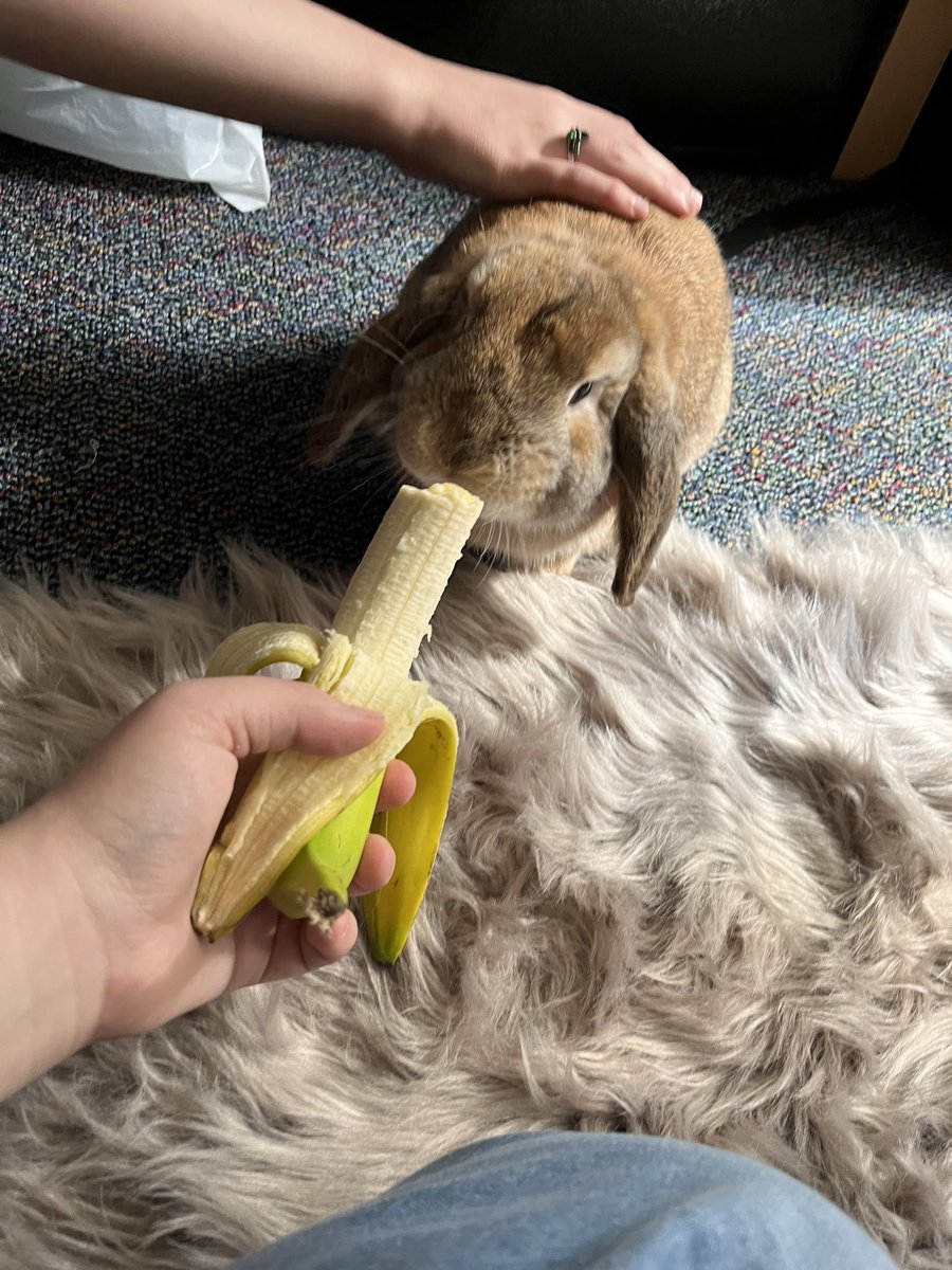 windixen's tweet image. moved into college! my roommate has an emotional support bunny somehow out of sheer coincidence- her name is apple!