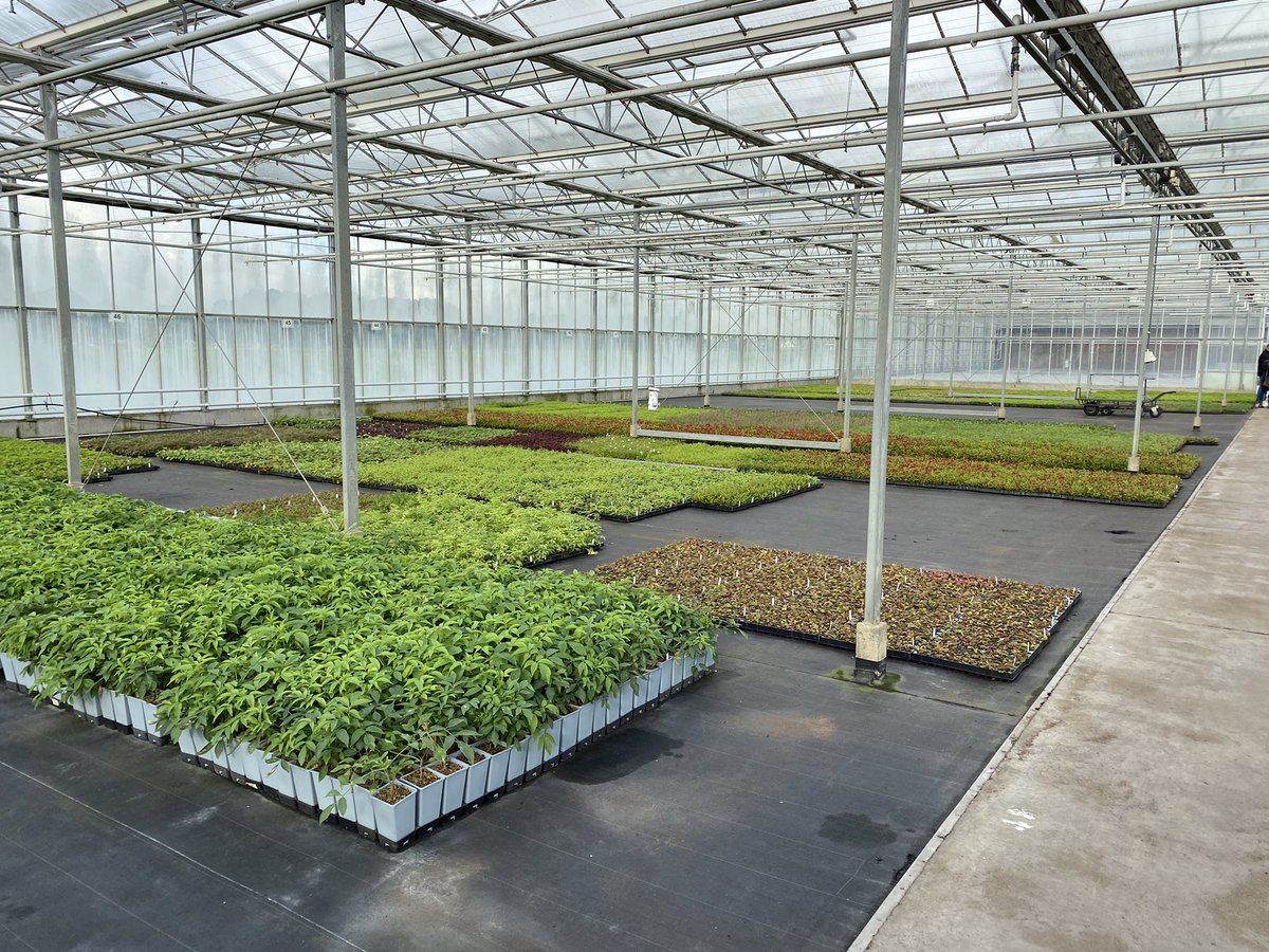 Piet Vat tweet media