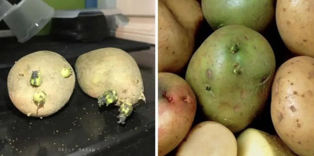 Farmacora's tweet photo. Kalau ada kentang yang dah bertukar warna hijau &amp; dah tumbuh tunas, sila buang! 

Kulit kentang yang berwarna hijau menandakan kehadiran toksin dan tunas bermaksud kepekatan toksin yang paling tinggi.

Masak macam mana pun tak dapat hilangkan toksiknya! https://t.co/T7Np4aAgdR