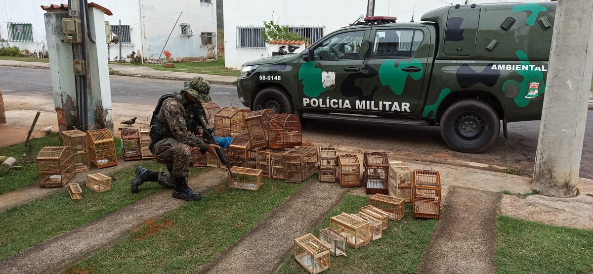 DDalertaRio's tweet photo. Nossos parceiros da #5UPAm , após a sua informação ao #LinhaVerde do DD,  resgataram 30 pássaros, mantidos em cativeiro, lá no bairro Franco, em Três Rios. Gradicida🤝

Vlw, @PMERJ !

🖥️👇
https://t.co/eqwiXCpwwF https://t.co/zHa5g67Naw