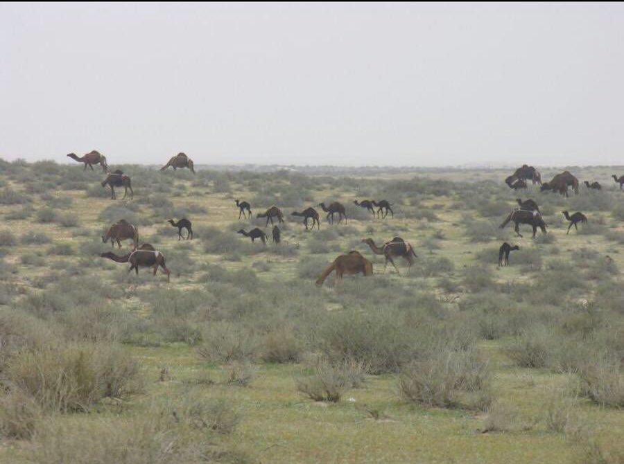Aalshuwyalei's tweet photo. السودة من ديار #العوازم الاد عطا أرض كريمة النبت والمرعى.

ويقول شاعرهم :
العوازم لابتي صكوا السودة بسور
عقب كون نقير محد نزل بأطرافها

ويقول أخر :
تنهم السودة من الصيف رجعان وحبيب
دارنا اللي يوم ثار الدخان جينالها
دارنا هي دارنا وان عوى ذيب لذيب
مانهاب الموت ننزل على نزالها https://t.co/utnbRwfNW2