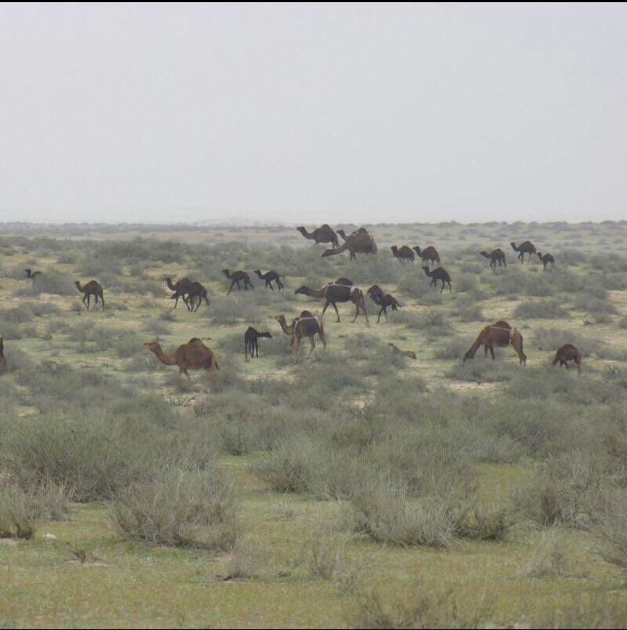 Aalshuwyalei's tweet photo. السودة من ديار #العوازم الاد عطا أرض كريمة النبت والمرعى.

ويقول شاعرهم :
العوازم لابتي صكوا السودة بسور
عقب كون نقير محد نزل بأطرافها

ويقول أخر :
تنهم السودة من الصيف رجعان وحبيب
دارنا اللي يوم ثار الدخان جينالها
دارنا هي دارنا وان عوى ذيب لذيب
مانهاب الموت ننزل على نزالها https://t.co/utnbRwfNW2