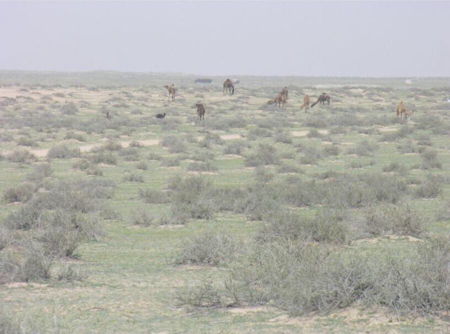 Aalshuwyalei's tweet photo. السودة من ديار #العوازم الاد عطا أرض كريمة النبت والمرعى.

ويقول شاعرهم :
العوازم لابتي صكوا السودة بسور
عقب كون نقير محد نزل بأطرافها

ويقول أخر :
تنهم السودة من الصيف رجعان وحبيب
دارنا اللي يوم ثار الدخان جينالها
دارنا هي دارنا وان عوى ذيب لذيب
مانهاب الموت ننزل على نزالها https://t.co/utnbRwfNW2