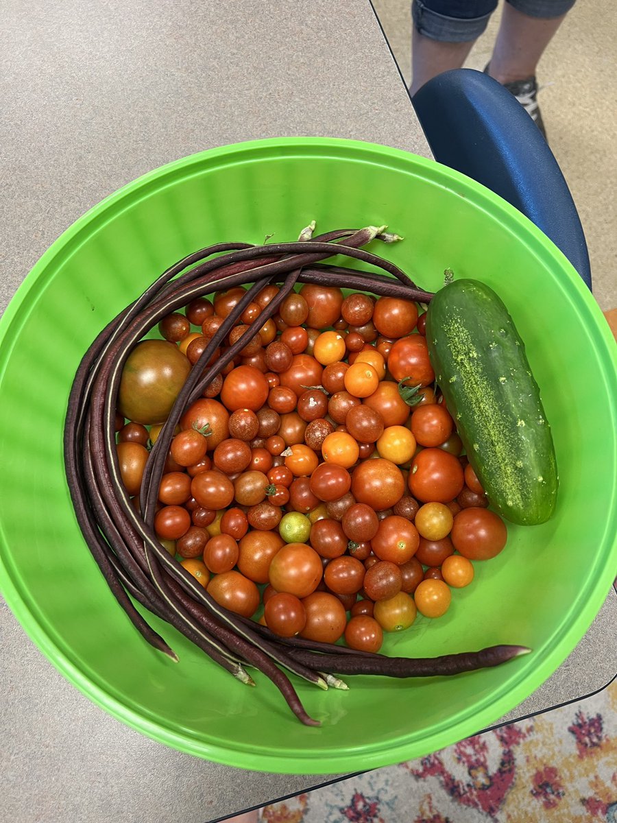 DHElementary's tweet photo. So proud of our Garden Club!! They made a donation of fresh produce from their green house to Ozarks Food Harvest! @officialSPS
#highlevelsoflearning! https://t.co/fgQbukNVXx