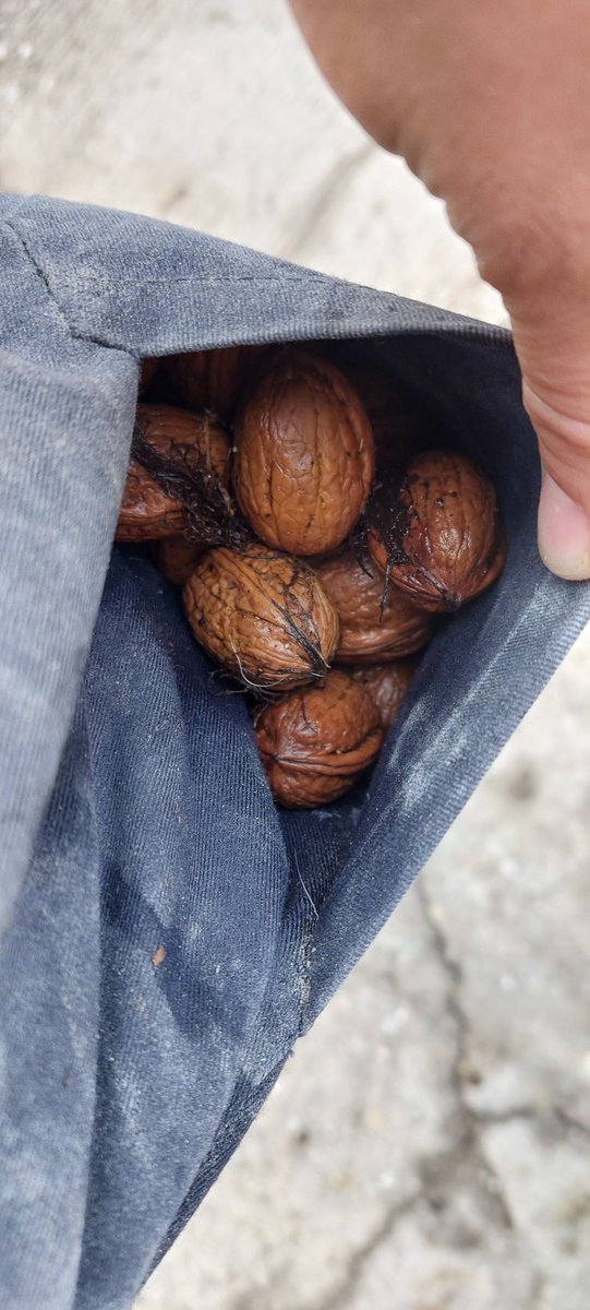 L'altre dia, al vespre, va ploure fort a casa <a href="/masellladre/">Mas el Lladré</a>. I l'endemà, tot fent el bestiar, vaig aprofitar per collir les nous que van caure a terra. Cap al rebost s'ha dit!