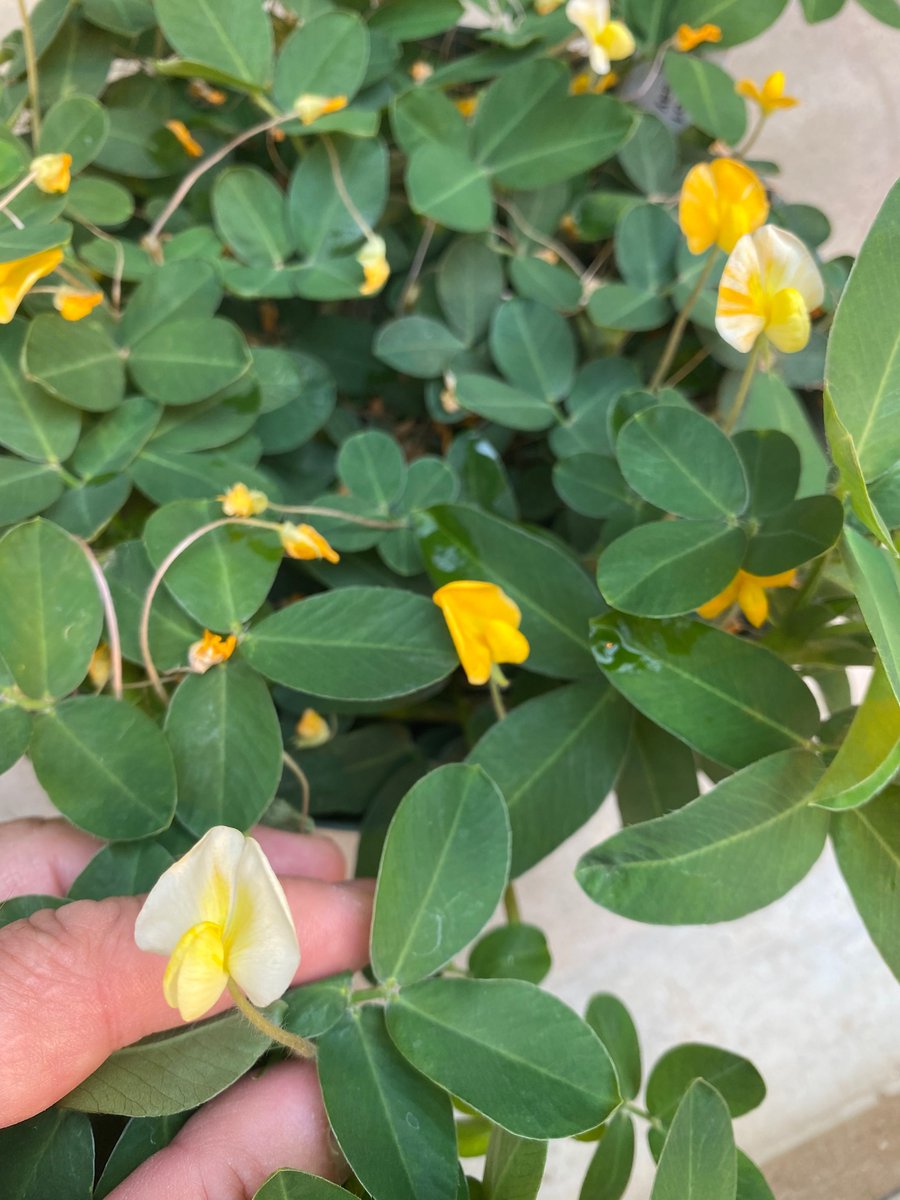 David Bertioli tweet media