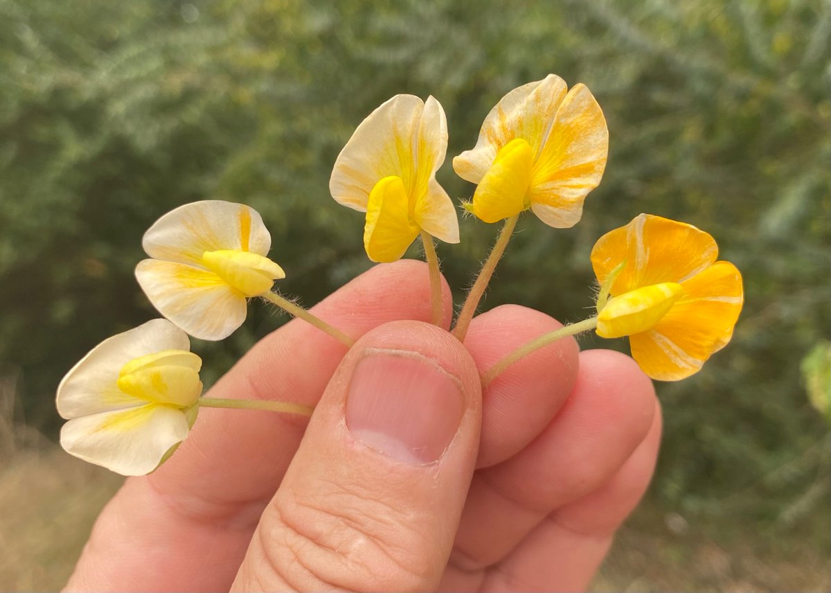 David Bertioli tweet media