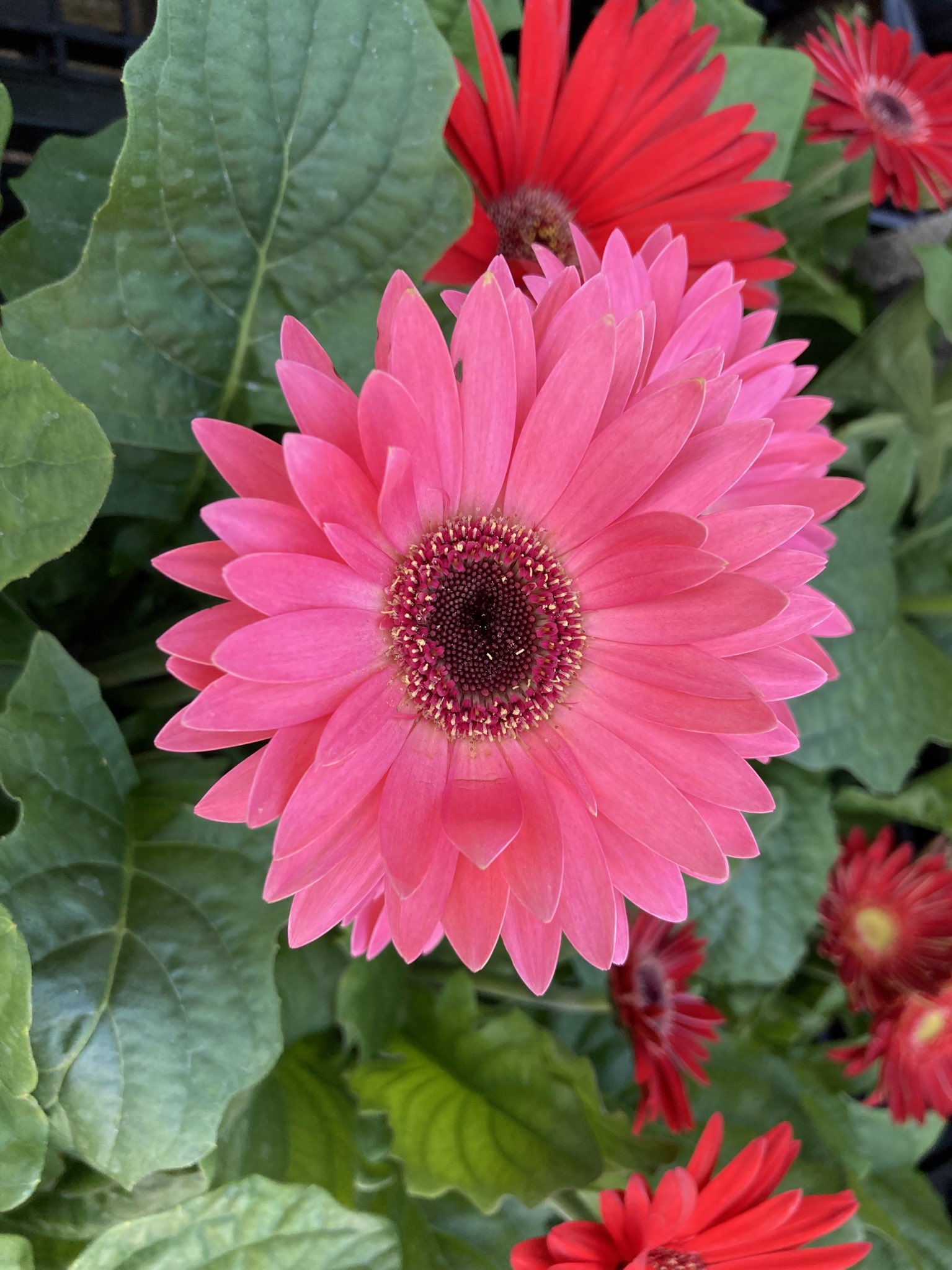 Gerbera Twitter Search Twitter