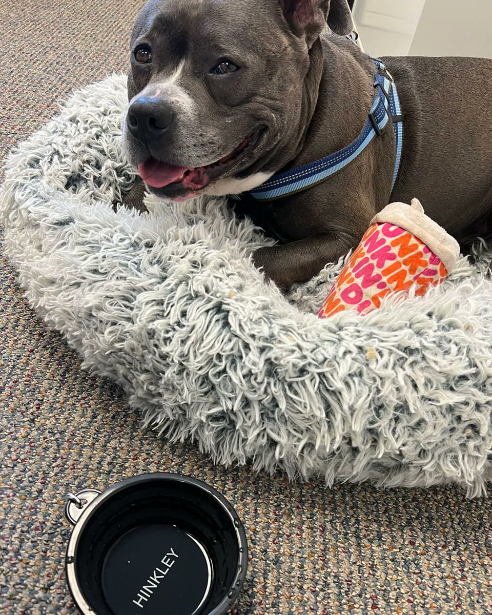 MetrolightSales's tweet photo. Happy Saturday! Can you believe it's already October? Smokey is here for it, ready with his pumpkin spice latte! π
#october #officedogs #justforfun #weekendvibes #saturday #doglove #dogs #everythingpumpkin #psl #pumpkintime https://t.co/ArRZzpsVDT