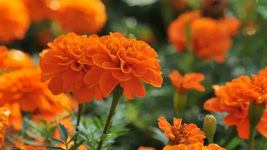FlowerToursNL's tweet photo. Did you know… #October has two birth flowers. Not only the #Marigold, but also #Cosmos. Every month of the year has its own #birthflower. October happens to have two. Lucky October! https://t.co/Ju8FNJt1SD