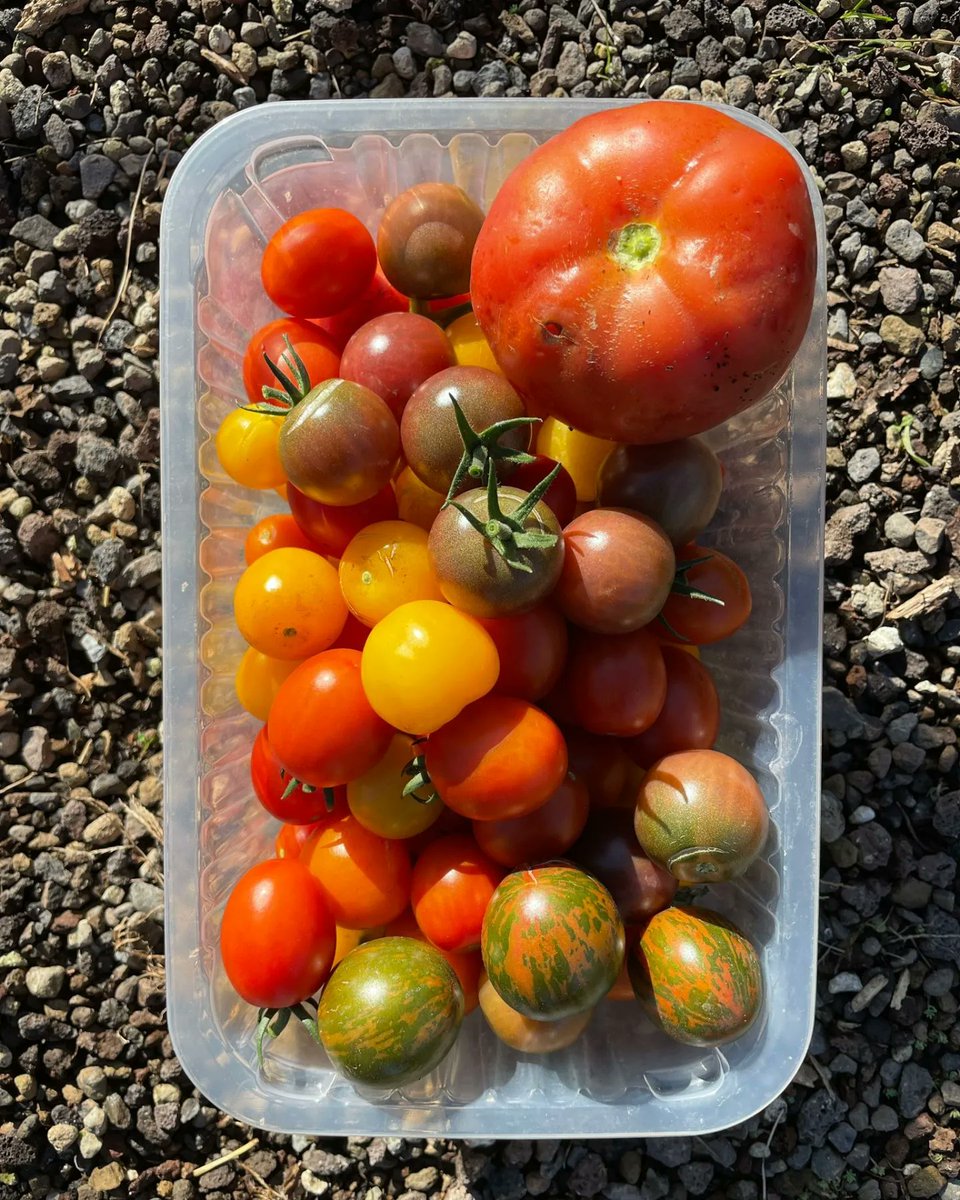 d_akkers's tweet photo. #Daktomaten &amp; #rooftoptomatoes heel veel 🍅🍅🍅. Lekker en vers zo van de #DakAkker #rooftopfarm op het #Schieblock naar de klanten. op de 🚲 🙂 = minder voedselkilometers 👍 https://t.co/fhUKpKy49I