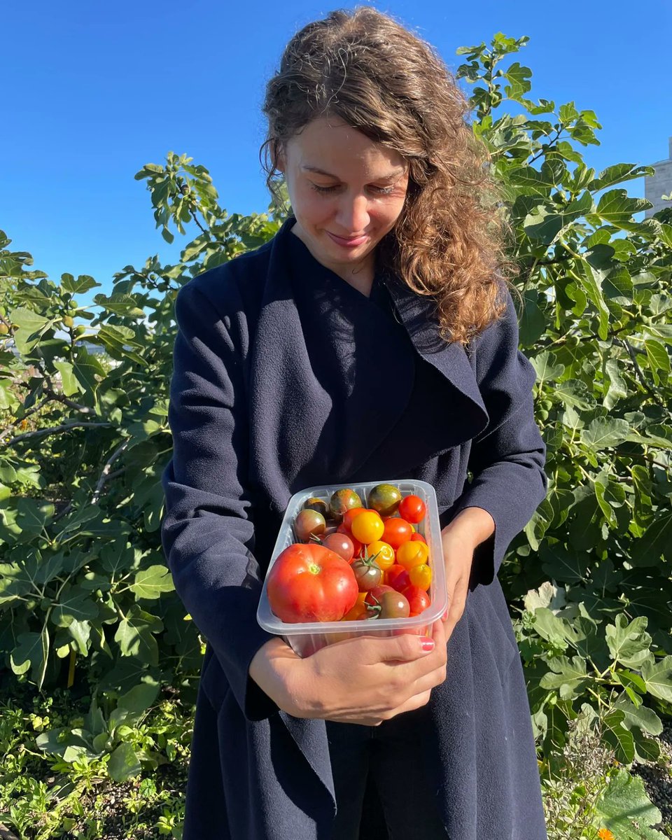 d_akkers's tweet photo. #Daktomaten &amp; #rooftoptomatoes heel veel 🍅🍅🍅. Lekker en vers zo van de #DakAkker #rooftopfarm op het #Schieblock naar de klanten. op de 🚲 🙂 = minder voedselkilometers 👍 https://t.co/fhUKpKy49I