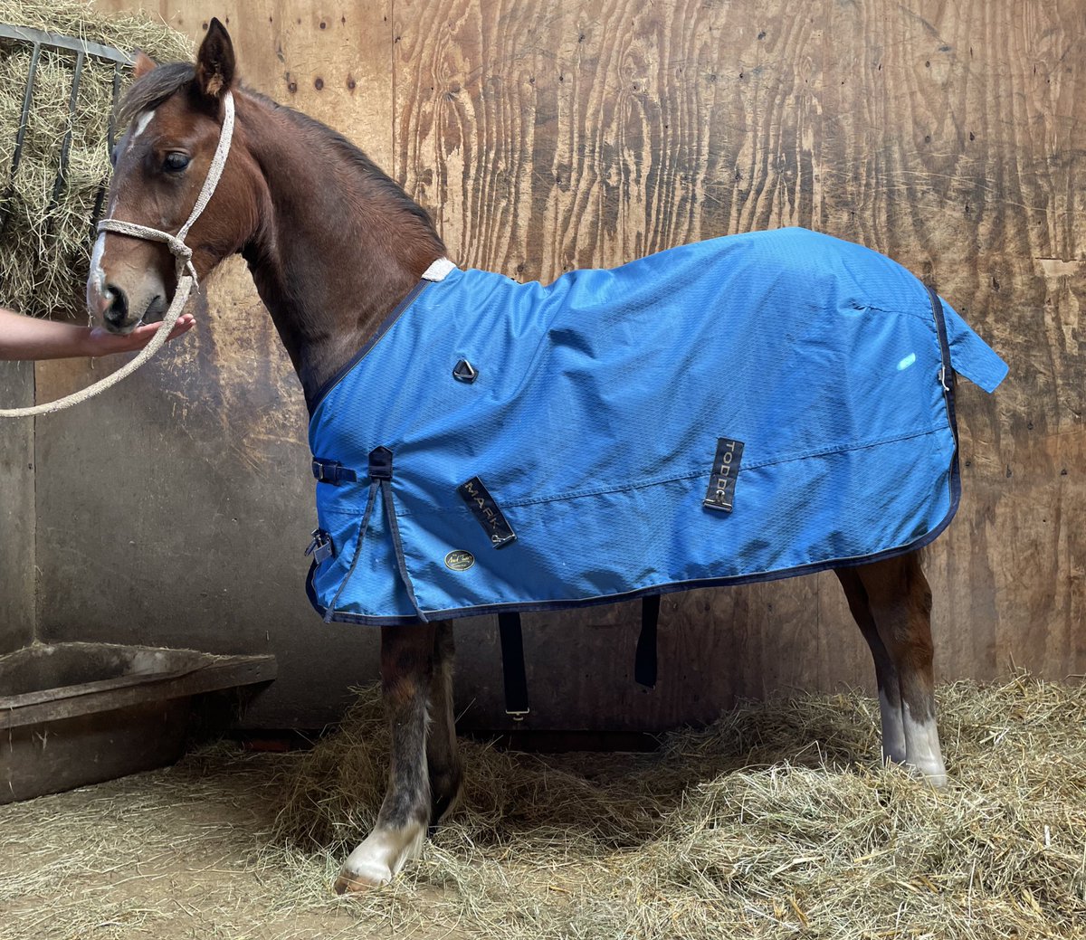 Willow modelling her new turnout rug… this girl has already captured my heart with her quirkiness and sassiness! #nottinghillstud #welshdfoal #everythingiwanted <a href="/NottinghillStud/">Joe Smith</a>