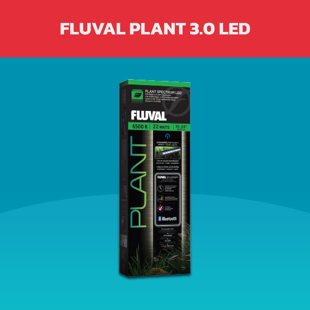 Give your aquatic plants the light they need to thrive with the Fluval Plant 3.0 LED!🌱 

bit.ly/3BEZwbH