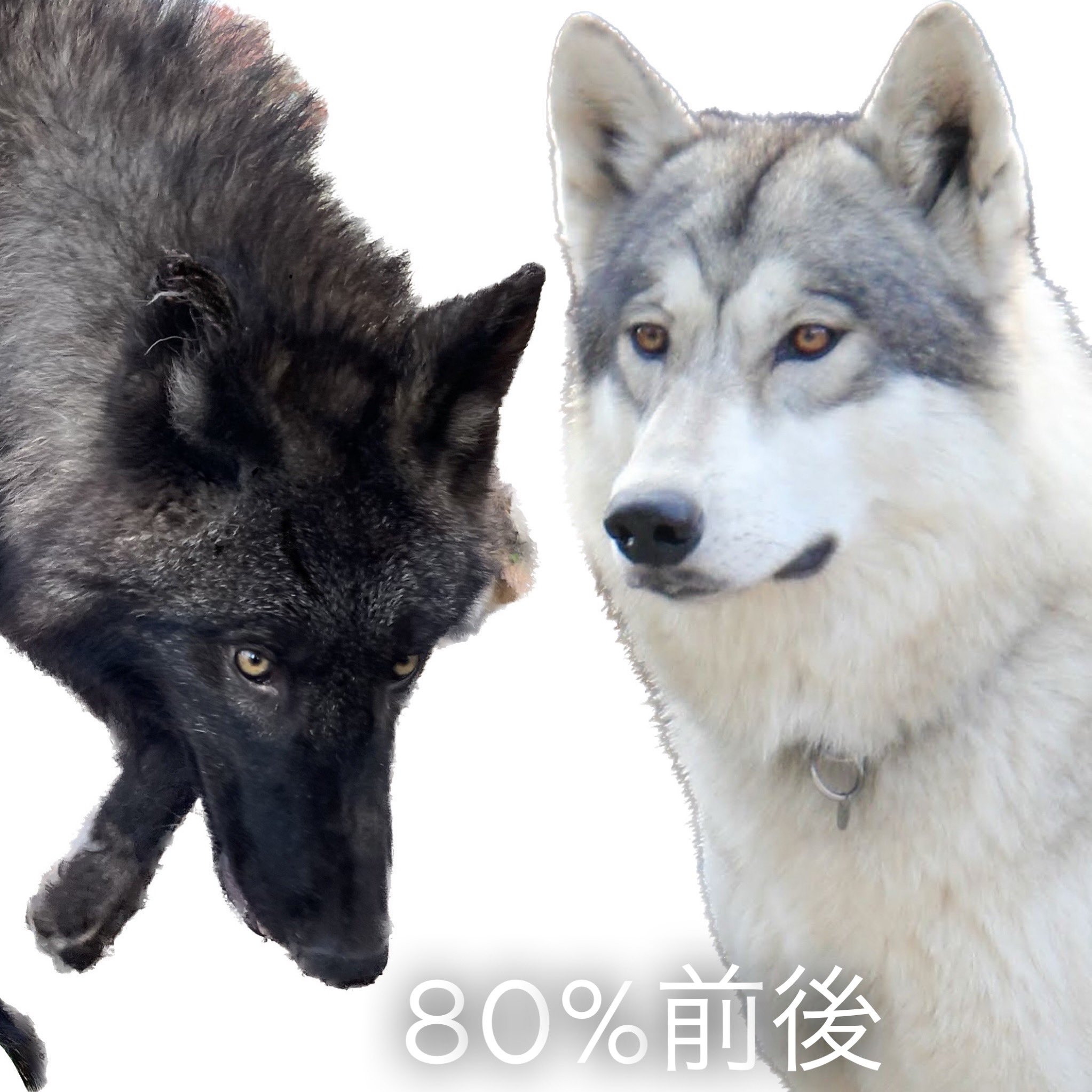 Lupus Dei Lupus Dei Jpn Twitter