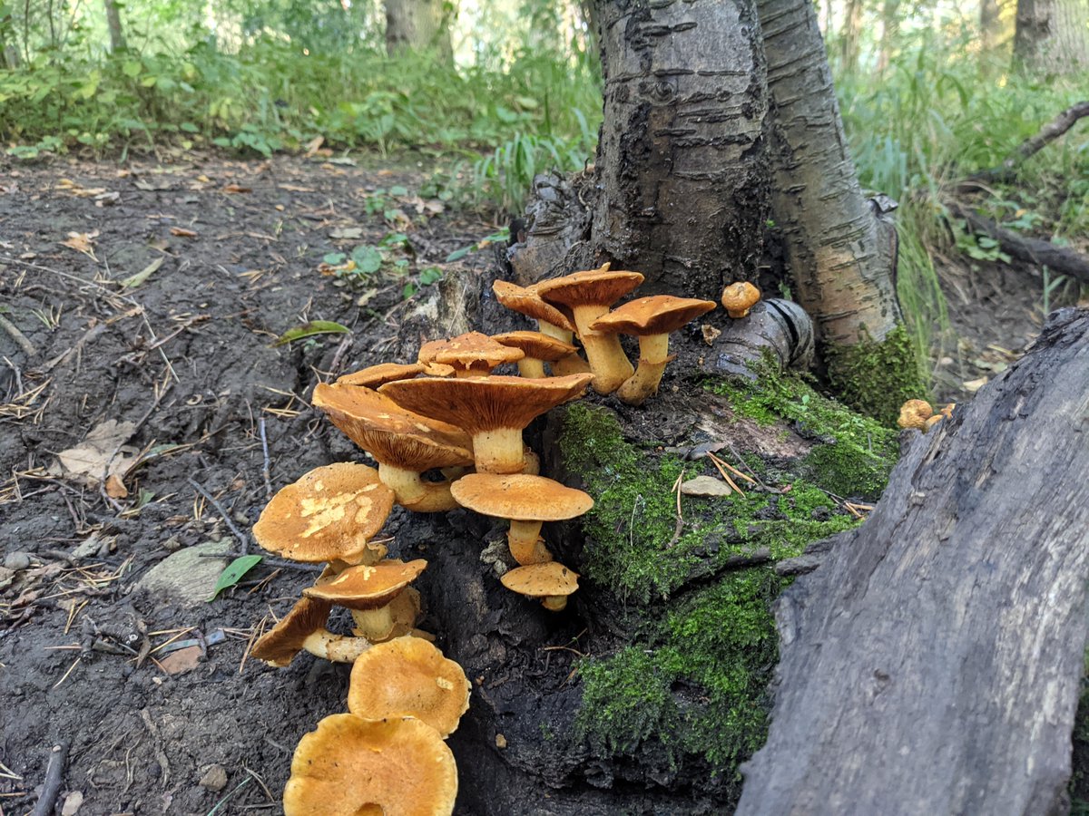 ForestryEngland's tweet photo. Did you know that UK Fungus day is just one week away? 🍄

This weird and wonderful species play a really important role in the forest ecosystem, so remember that you can look but not pick!

Can you name the fungi in this photo? 

📸 Rowan Routley https://t.co/cYUSjKA80X