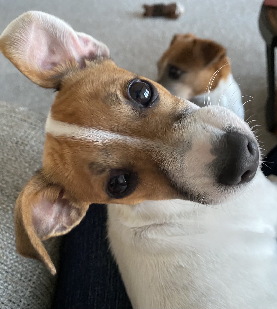 Baby Beatrice & Little Bear tweet media