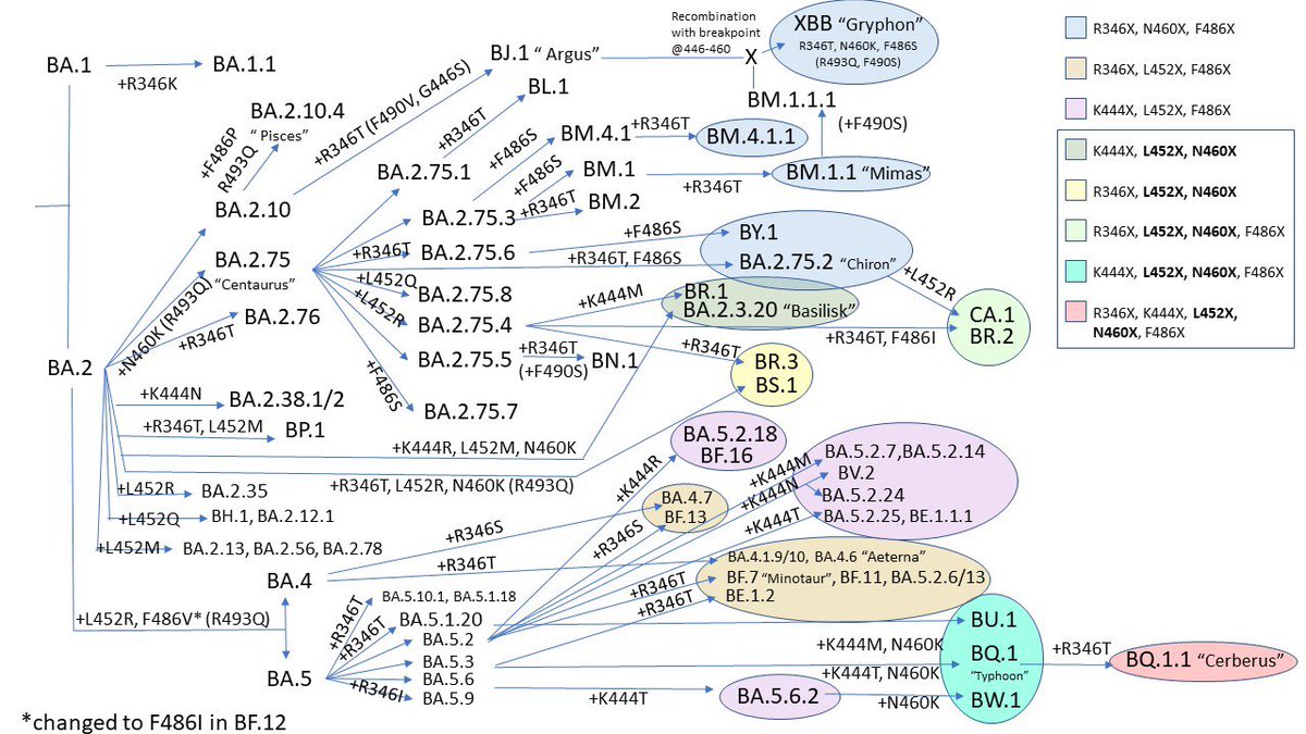 yaneerbaryam's tweet image. New variants growing. More immune evasion. More acute cases, more long covid. 

More coming (attached @dfocosi )

1/
What to know about COVID variants BA.4.6, BF.7 and BA.2.75, now growing nationwide cbsnews.com/news/covid-var… via @CBSNews