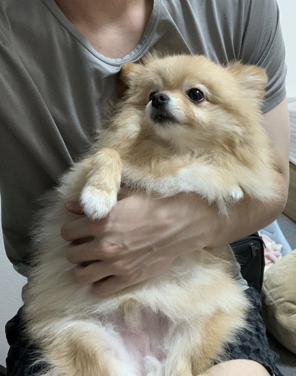 Sniper Wolf Dog Breed Sssniperwolf New Puppy Sniper Wolf Funny Tiktoks  Comedy Tik Toks Sssniperwolf Funniest