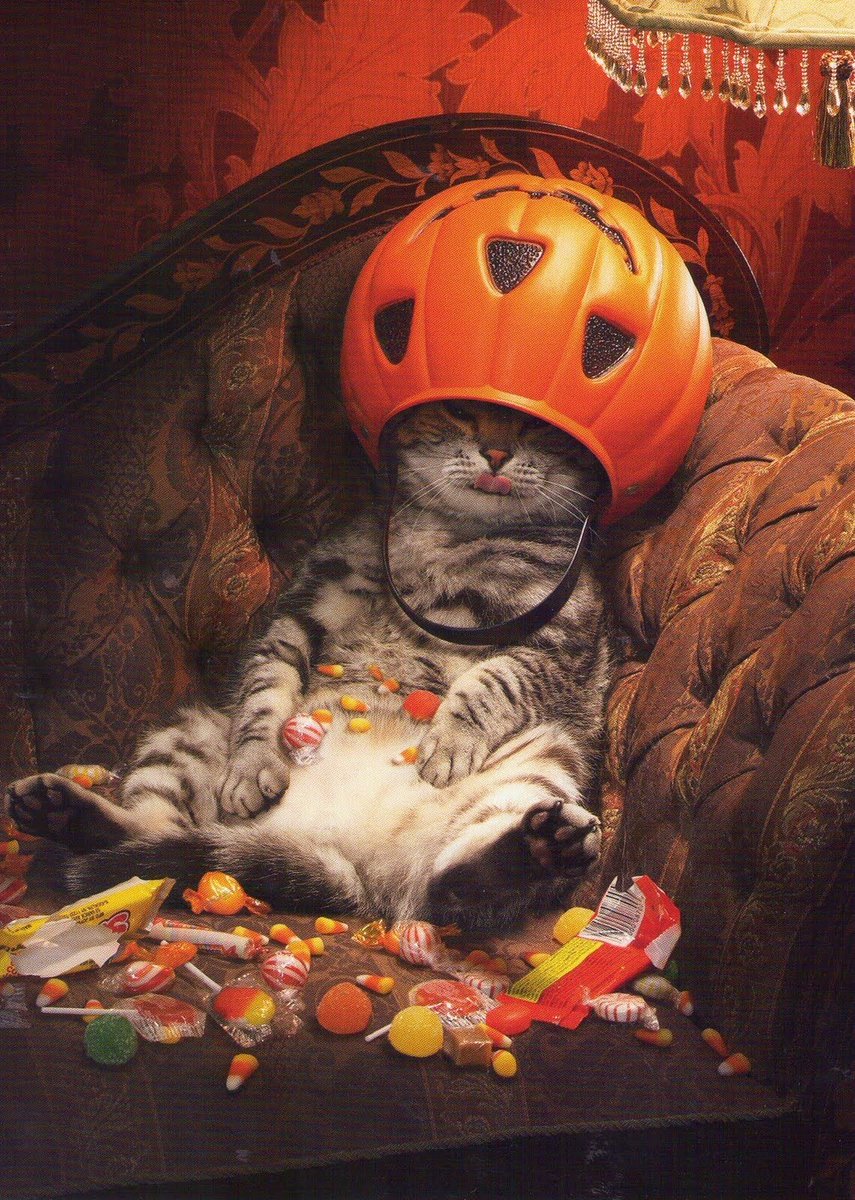 Happy #Caturday 😸 #October1st #Halloweeniscoming 🎃