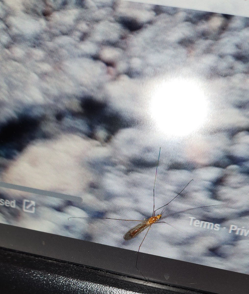 A guest on my monitor yesterday #S22