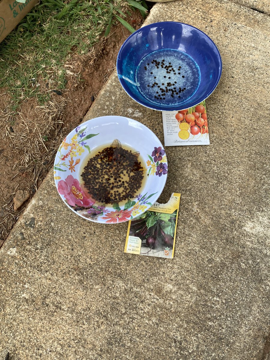 Phase 2 is underway! Our garden boxes are ready for broccoli, beets, kale, collard greens, butter crunch lettuce, arugula and more! <a href="/CherokeeSchools/">Cherokee Co. Schools</a> <a href="/AshleyFrascaWSB/">Ashley Frasca</a> <a href="/MacedoniaElem/">Macedonia Wildcats</a> <a href="/CCSDGaSNP/">Cherokee Co GA SNP</a> — I can’t wait to see how Ms Cindy incorporates the harvest in the cafe!