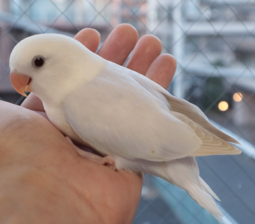 コザクラインコ東京 東京都足立区 北綾瀬 Fxbtoh8yasmt6sq Twitter コザクラインコ東京 東京都足立区 北綾瀬 Fxbtoh8yasmt6sq Twitter
