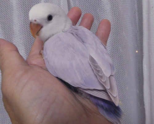 コザクラインコ東京 東京都足立区 北綾瀬 Fxbtoh8yasmt6sq Twitter コザクラインコ東京 東京都足立区 北綾瀬 Fxbtoh8yasmt6sq Twitter
