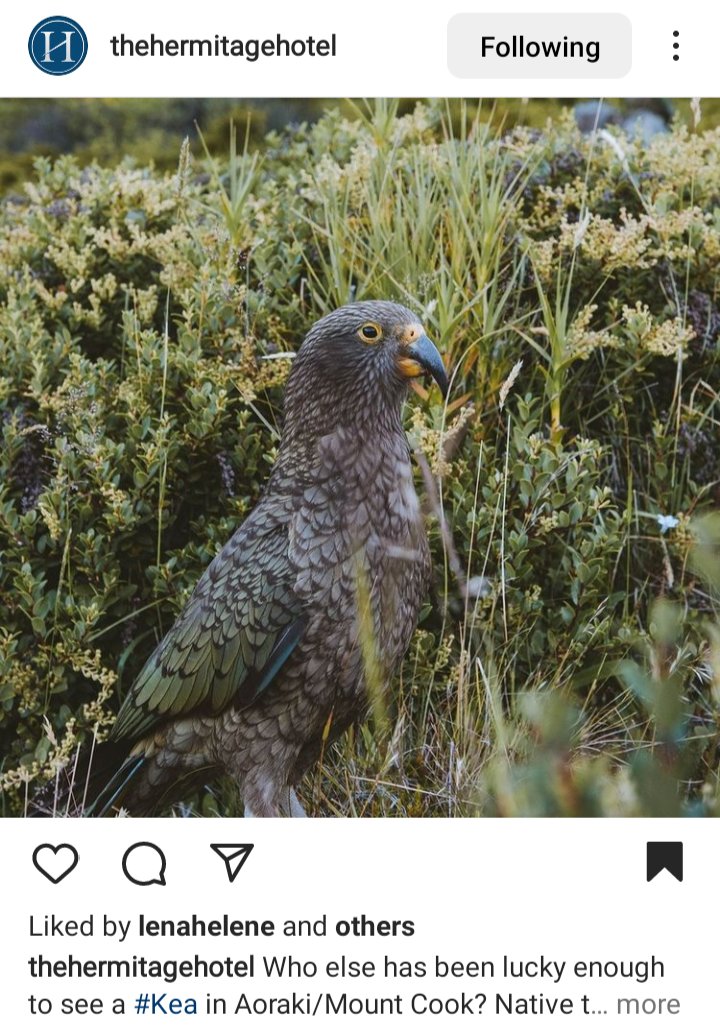 The hermitage hotel IG. photo of a kea. Caption reads "who else has been lucky enough to see a kea in Aoraki Mt Cook? 