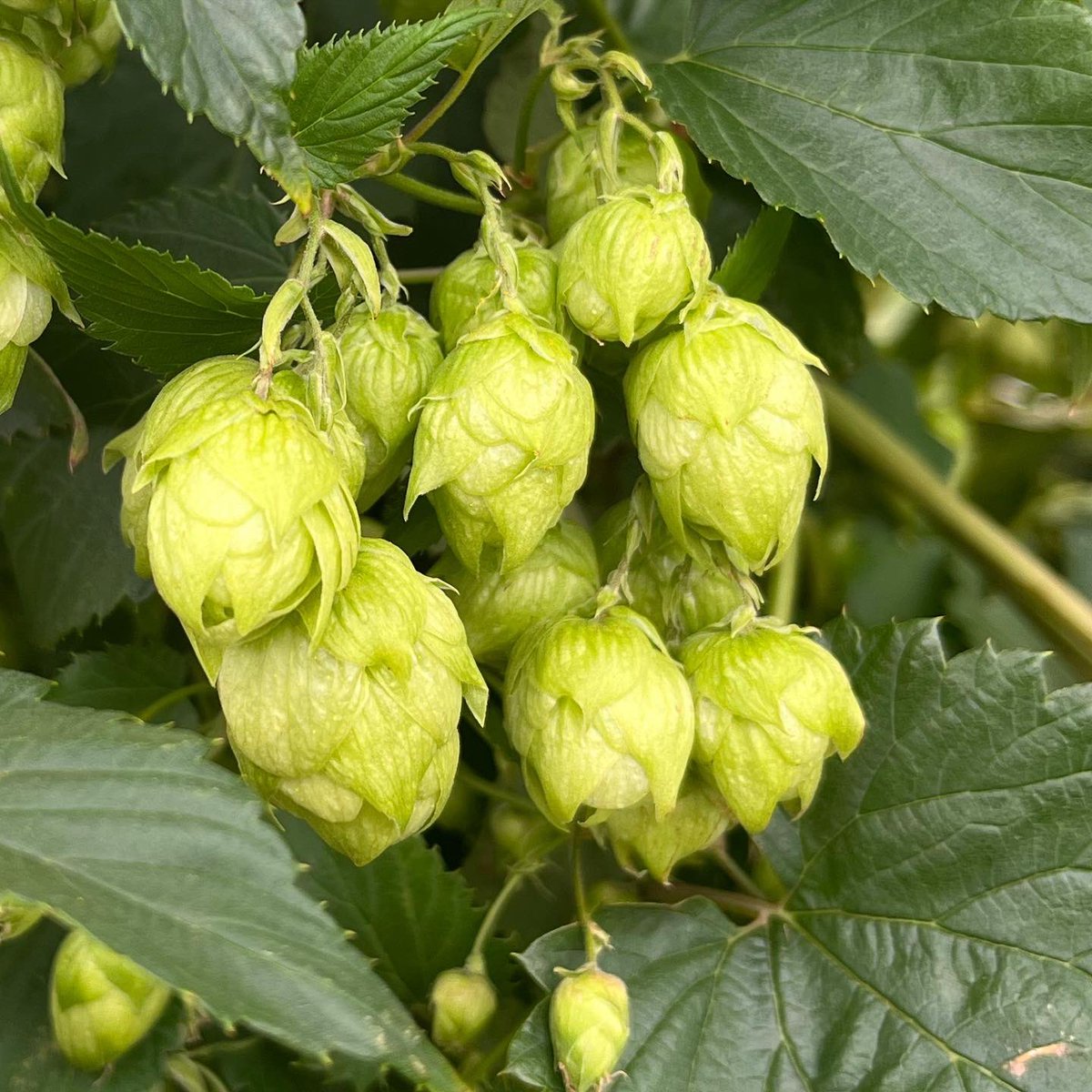 WDCGardener's tweet photo. Hops vine in my neighbor’s plot at the Fenton Community Garden. She is growing it for her son’s brewing projects. It has certainly been productive! #gardendc #hops #hopsvine #beerporn https://t.co/QcWntJ3jKT