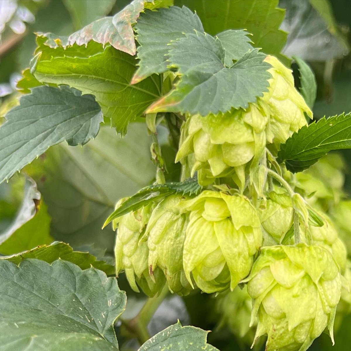 WDCGardener's tweet photo. Hops vine in my neighbor’s plot at the Fenton Community Garden. She is growing it for her son’s brewing projects. It has certainly been productive! #gardendc #hops #hopsvine #beerporn https://t.co/QcWntJ3jKT